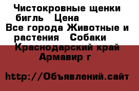 Чистокровные щенки бигль › Цена ­ 15 000 - Все города Животные и растения » Собаки   . Краснодарский край,Армавир г.